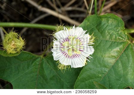 White Passiflora Foetida Flower In Nature Garden