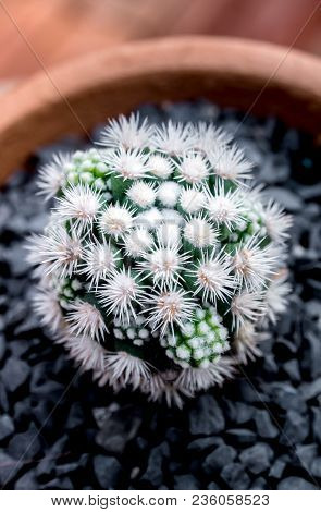 Cactus Species Mammillaria Vetula Gracilis , Arizona Snowcap