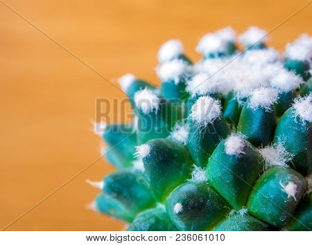 Cactus Succulent Plant Close-up, Mammillaria Gracilis Cv. Oruga Blanca