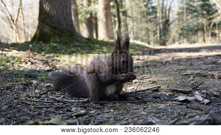 Carpathian Squirrel Eating Hazelnut In The Spring Forest
