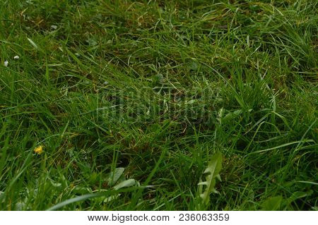 Beautiful Field Of Dense Grass In The Natural Park Of Gorbeia. Plants Nature Landscapes. March 26, 2