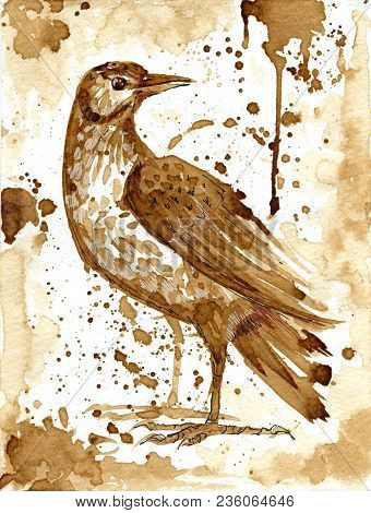 Bird Thrush Was Drawn With Coffee Drink