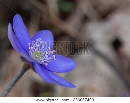 Hepatica Flower Blooming In The Spring Forest