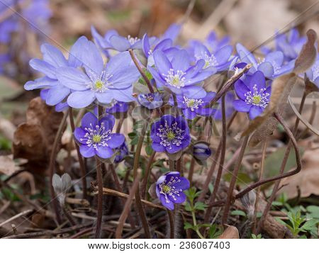 Hepatica Flower Blooming In The Spring Forest