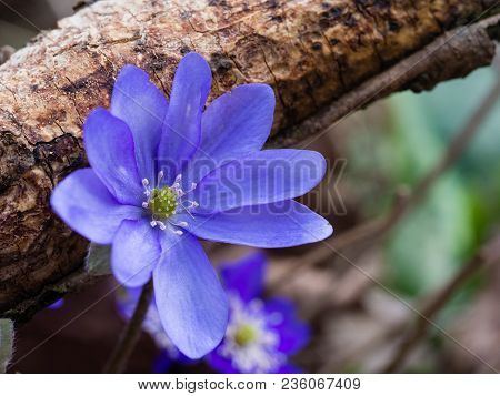 Hepatica Flower Blooming In The Spring Forest