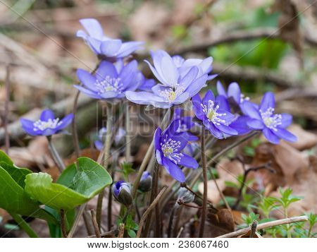 Hepatica Flower Blooming In The Spring Forest