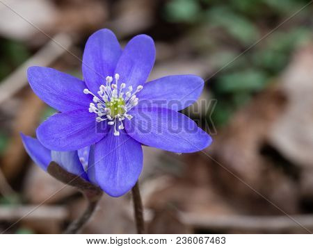 Hepatica Flower Blooming In The Spring Forest
