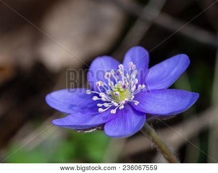 Hepatica Flower Blooming In The Spring Forest