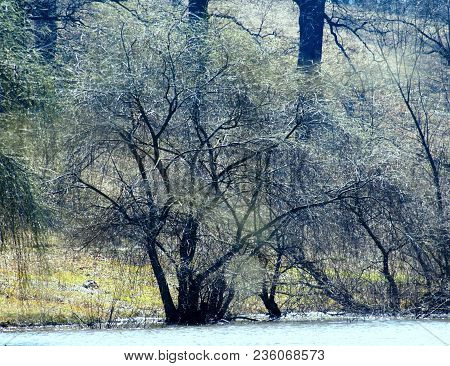 Spring morning. Appears a tender green. The trees are preparing for awakening.
