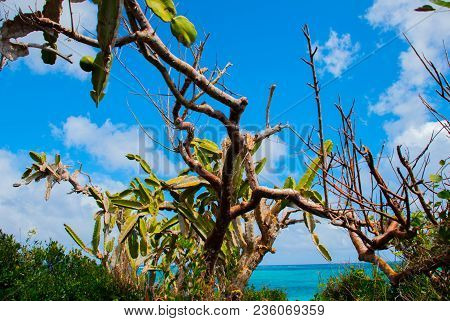 Beautiful Beach Bay Turquoise Sea Water And Cactus. Beautiful Scenery Holguin, Cuba.