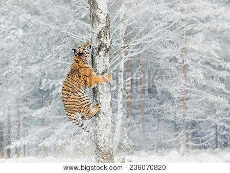 Tiger Climbs The Tree Behind The Prey. Hunt The Prey On The Tree In Cold Winter. Tiger In Wild Natur