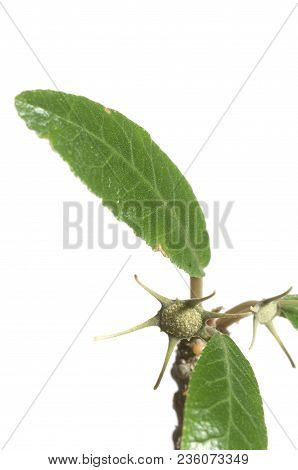 Dorstenia Foetida Flowering, Close Up Shot, Local Focus