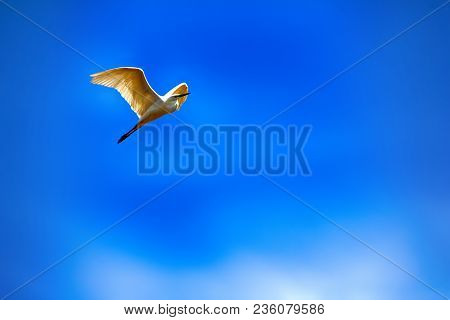 Great Egret (egretta Alba) In Flight