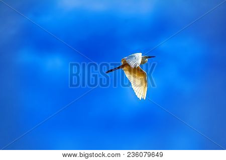 Great Egret (egretta Alba) In Flight