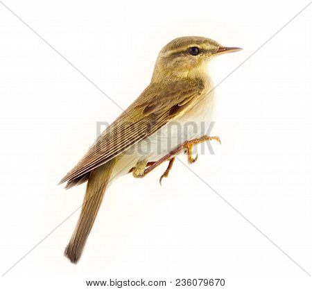 Willow Warbler (phylloscopus Trochilus)