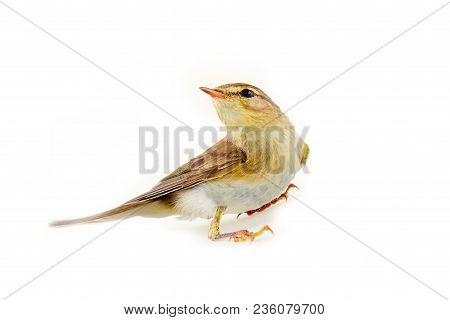 Willow Warbler (phylloscopus Trochilus)