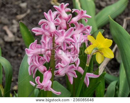 spring time in the german muensterland