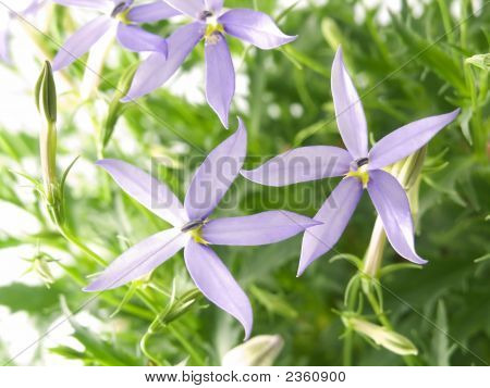 Blue Star
