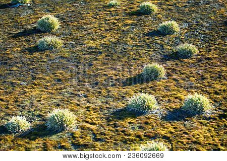 Science, Ecology. Clump (polster Plant) Of Phippsia Algida, Mosses On Poor Arctic Soils. Land France