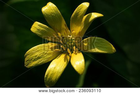 Yellow flower. Ficaria verna Huds. Ranunculus ficaria.
