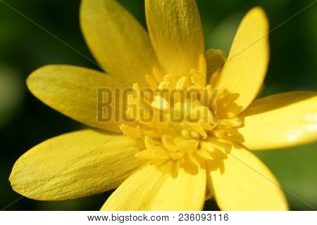Yellow flower. Ficaria verna Huds. Ranunculus ficaria.