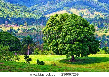 Single Tree Standing In Luch Green Tropical Nature In Dominican Republic