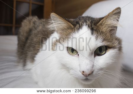 Detailed Cat With Beautiful Eyes In A White Background Composition
