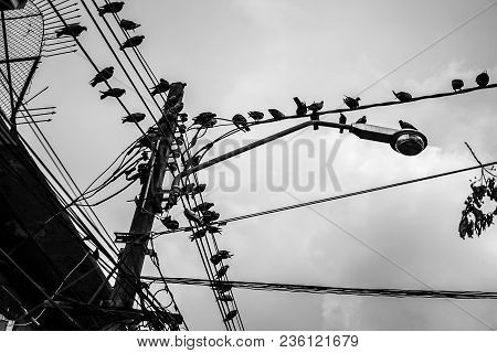 Many Doves Were Hanging On To Electric Cable, Black And White Image.