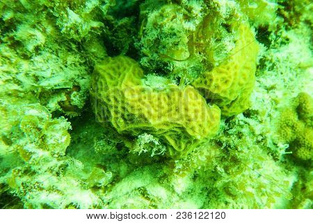 Close Up Bright Green Coral Growing Under Water