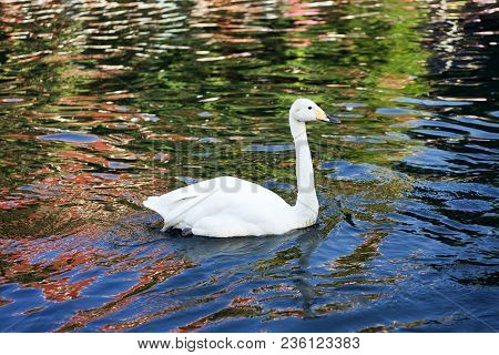 Swan Swim In Black Cannel