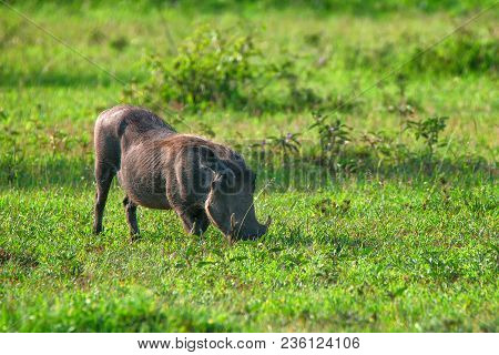 Grazin Warthog Or Phacochoerus Africanus In Ngorongoro National Park In Tanzania