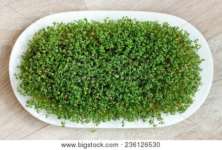 Watercress Or Cress Salad Sprouts Top View