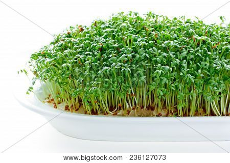 Watercress Or Cress Salad Sprouts Isolated On White Background