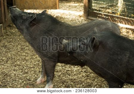 Two Black Pigs. Domestic Cattle Breeding. Big Pigs