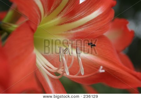 Hippeastrum