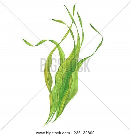 Seaweed Laminaria, Watercolor Illustration  On White Background