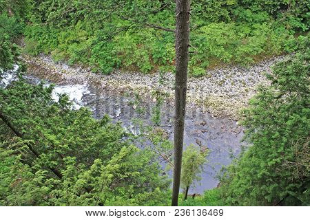 Looking Down A Tree In The Capilano Rain Forest, Vancouver