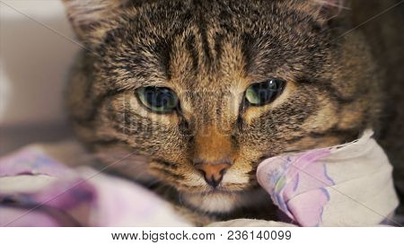 Big Sad Red Cat Lying On The Windowsill. Clip. Close Up Sad Cat Lying At Home.