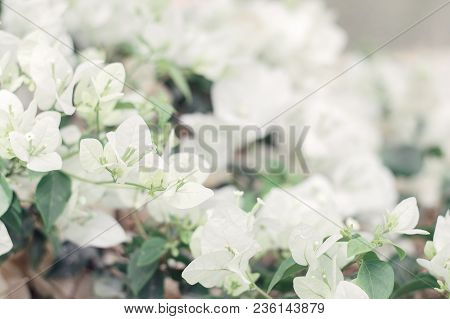 Branch Of Blooming White Bougainvillea Flowers. Background With Paperflower. Blooming Shrub