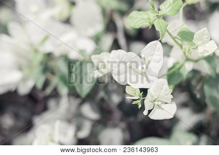 Blooming Bougainvillea Flowers. White Bougainvillea. Blooming Paperflower