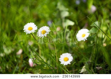 Closeup On Single Daisy Flower In My Garden