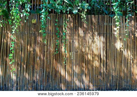 Bamboo Wall, Dry Bamboo Fence As A Background.green Ivy And Sunlight On The Bamboo Wall.space For Te