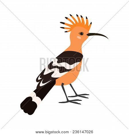 Cartoon Hoopoe Icon On White Background. Vector Illustration.