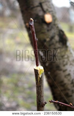 Unfinished Grafting Fruit Tree In Cleft Using Cuttings. Cutting Are Insert Into Cleft So That Vascul