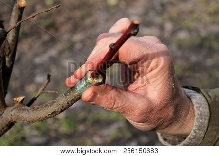 Gardener Holds Branch Of Fruit Tree In His Hand With Finished Grafting In Cleft Using Cuttings. Clos