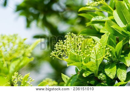 Close-up Of Green Leaves And Blooming Buds Of A Canadian Snowball (viburnum Lentago) Tree In Spring.