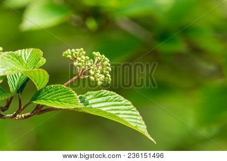 Close-up of green Leaves and blooming Buds of a Canadian Snowball (Viburnum lentago) Tree in Spring. View to green Buds and Leaves of a Snowball Viburnums Tree in Spring. Nature Backgrounds.