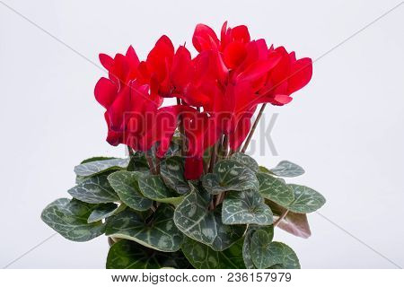 The Persian Cyclamen Flower Isolated On White Background