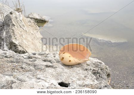 Big Sea Shell On Stone Nature Water River Sea Ocean Brown Yellow Gray