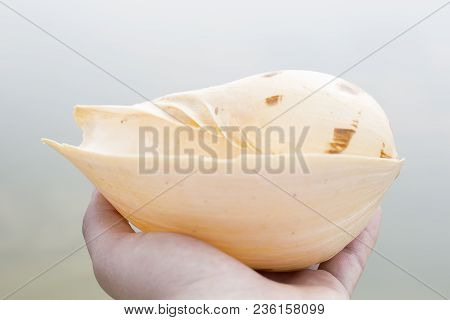 Large Sea Shell In Hand Nature Yellow Brown